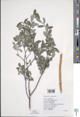 Salix x ambigua Ehrh.