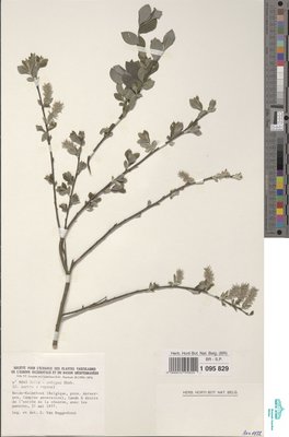 Salix x ambigua Ehrh.