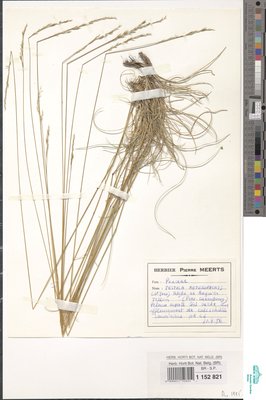 Festuca heteropachys (St.-Yves) Patzke ex Auquier