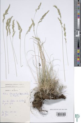 Festuca heteropachys (St.-Yves) Patzke ex Auquier
