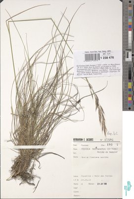 Festuca heteropachys (St.-Yves) Patzke ex Auquier