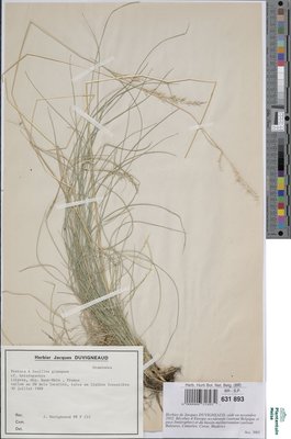 Festuca heteropachys (St.-Yves) Patzke ex Auquier