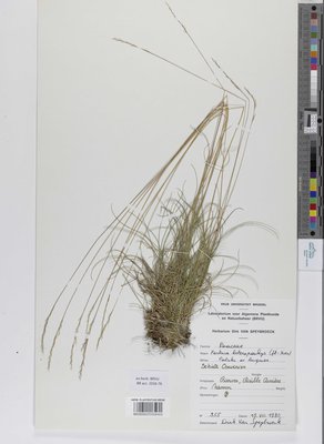 Festuca heteropachys (St.-Yves) Patzke ex Auquier