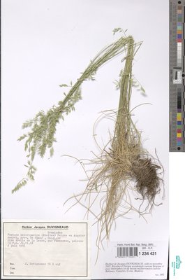 Festuca heteropachys (St.-Yves) Patzke ex Auquier