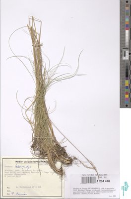 Festuca heteropachys (St.-Yves) Patzke ex Auquier