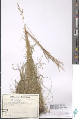Festuca heteropachys (St.-Yves) Patzke ex Auquier