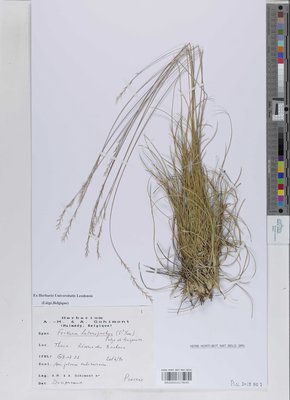 Festuca heteropachys (St.-Yves) Patzke ex Auquier