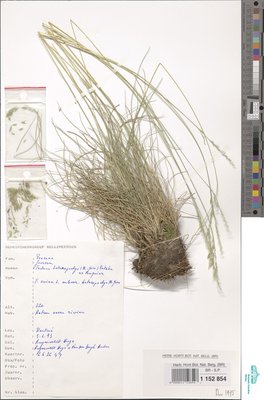 Festuca heteropachys (St.-Yves) Patzke ex Auquier