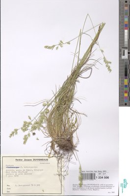 Festuca heteropachys (St.-Yves) Patzke ex Auquier