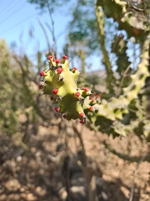 Euphorbia neriifolia L.: flower