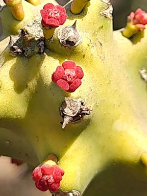 Euphorbia neriifolia L.: flower
