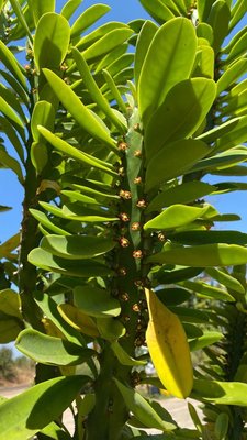 Euphorbia neriifolia L.: flower