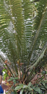 Cycas circinalis L.: leaf