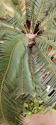 Cycas circinalis L.: leaf