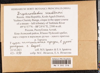 Drepanocladus sendtneri (Schimp. ex H. Müll.) Warnst., Moscow University Herbarium