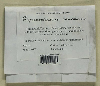 Drepanocladus sendtneri (Schimp. ex H. Müll.) Warnst., Moscow University Herbarium