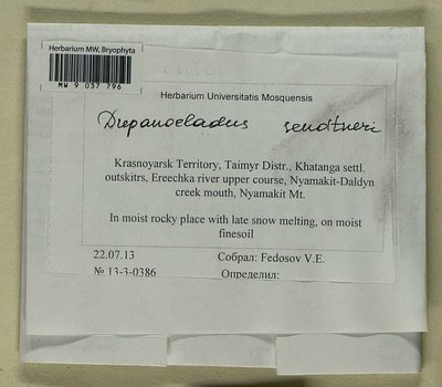 Drepanocladus sendtneri (Schimp. ex H. Müll.) Warnst., Moscow University Herbarium