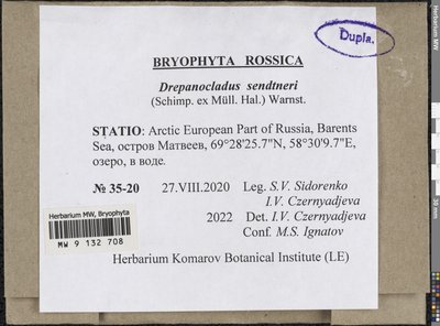 Drepanocladus sendtneri (Schimp. ex H. Müll.) Warnst., Moscow University Herbarium