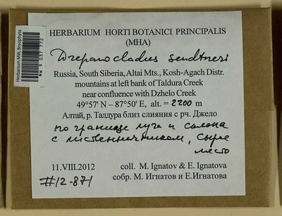 Drepanocladus sendtneri (Schimp. ex H. Müll.) Warnst., Moscow University Herbarium