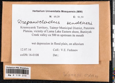Drepanocladus sendtneri (Schimp. ex H. Müll.) Warnst., Moscow University Herbarium