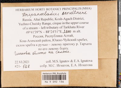 Drepanocladus sendtneri (Schimp. ex H. Müll.) Warnst., Moscow University Herbarium