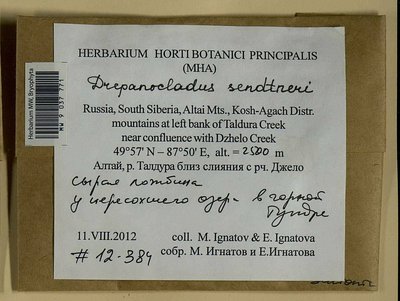 Drepanocladus sendtneri (Schimp. ex H. Müll.) Warnst., Moscow University Herbarium