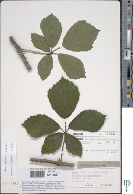 Rubus fimbrifolius P.J.Müll. & Wirtg.