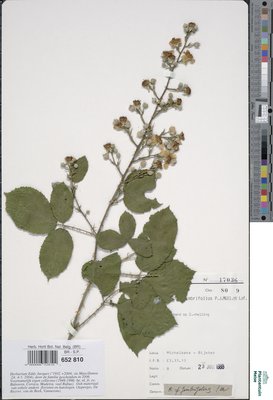 Rubus fimbrifolius P.J.Müll. & Wirtg.