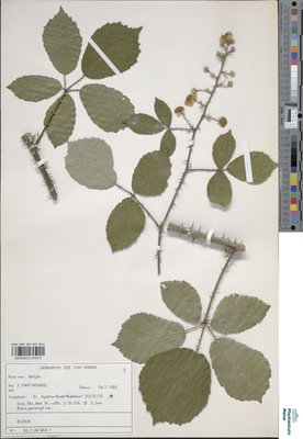 Rubus fimbrifolius P.J.Müll. & Wirtg.