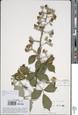 Rubus fimbrifolius P.J.Müll. & Wirtg.