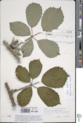 Rubus fimbrifolius P.J.Müll. & Wirtg.