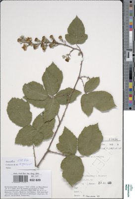 Rubus fimbrifolius P.J.Müll. & Wirtg.