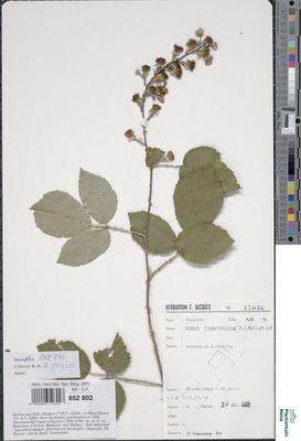Rubus fimbrifolius P.J.Müll. & Wirtg.