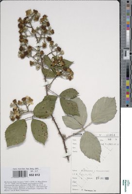 Rubus fimbrifolius P.J.Müll. & Wirtg.