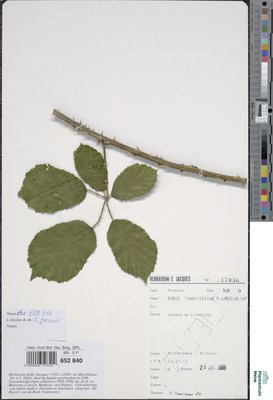 Rubus fimbrifolius P.J.Müll. & Wirtg.