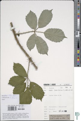 Rubus fimbrifolius P.J.Müll. & Wirtg.