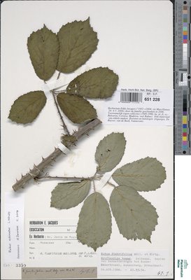 Rubus fimbrifolius P.J.Müll. & Wirtg.