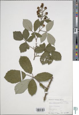 Rubus fimbrifolius P.J.Müll. & Wirtg.