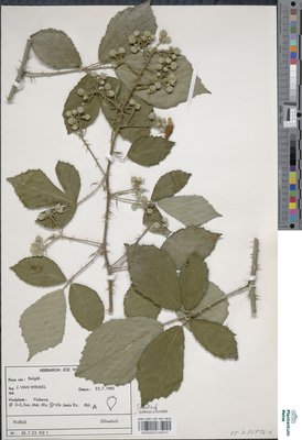 Rubus fimbrifolius P.J.Müll. & Wirtg.