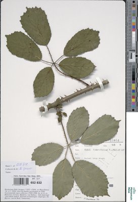 Rubus fimbrifolius P.J.Müll. & Wirtg.