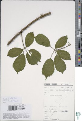 Rubus fimbrifolius P.J.Müll. & Wirtg.
