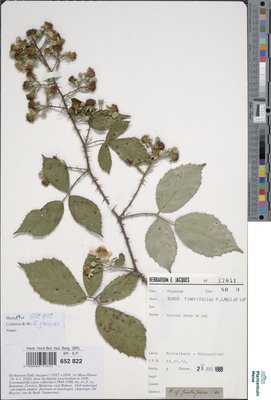 Rubus fimbrifolius P.J.Müll. & Wirtg.
