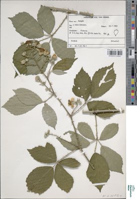 Rubus fimbrifolius P.J.Müll. & Wirtg.