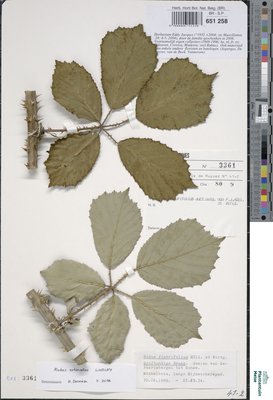 Rubus fimbrifolius P.J.Müll. & Wirtg.