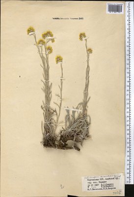 Helichrysum thianschanicum Regel (Цмин), Moscow University Herbarium