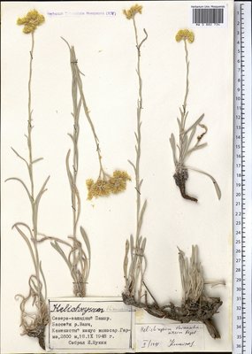 Helichrysum thianschanicum Regel (Цмин), Moscow University Herbarium