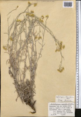 Helichrysum thianschanicum Regel (Цмин), Moscow University Herbarium