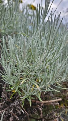 Helichrysum thianschanicum Regel: leaf