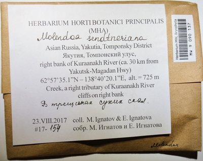 Molendoa sendtneriana (Bruch & Schimp.) Limpr., Moscow University Herbarium