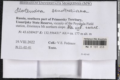 Molendoa sendtneriana (Bruch & Schimp.) Limpr., Moscow University Herbarium